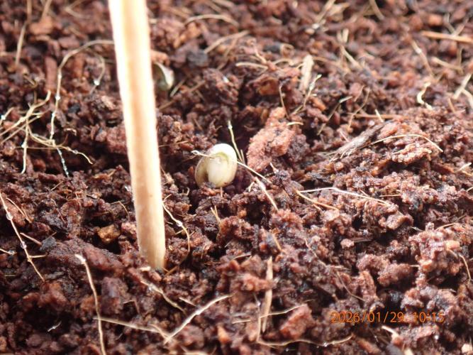 West Coast O.G Auto Run #2 (Coco Coir). Week 0 - Day #6