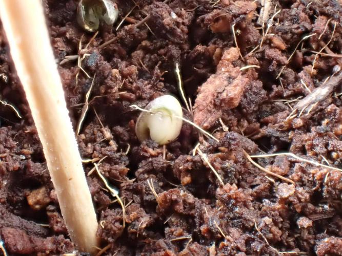 West Coast O.G Auto Run #2 (Coco Coir). Week 0 - Day #6
AM 10:00