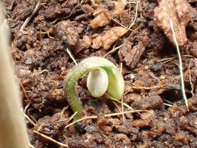 West Coast O.G Auto Run #2 (Coco Coir). Week 0 - Day #6
PM 09:00