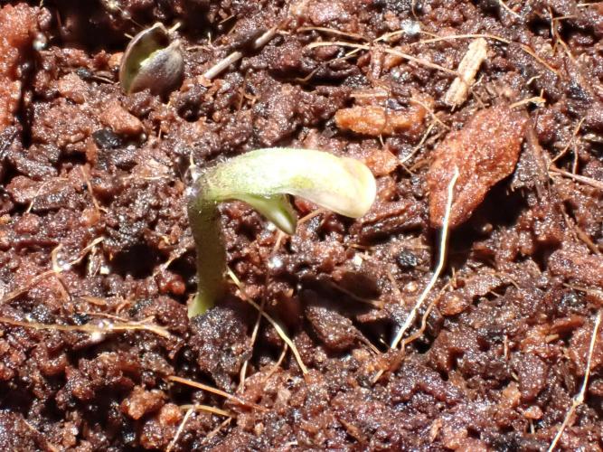 West Coast O.G Auto Run #2 (Coco Coir). Week 0 - Day #7