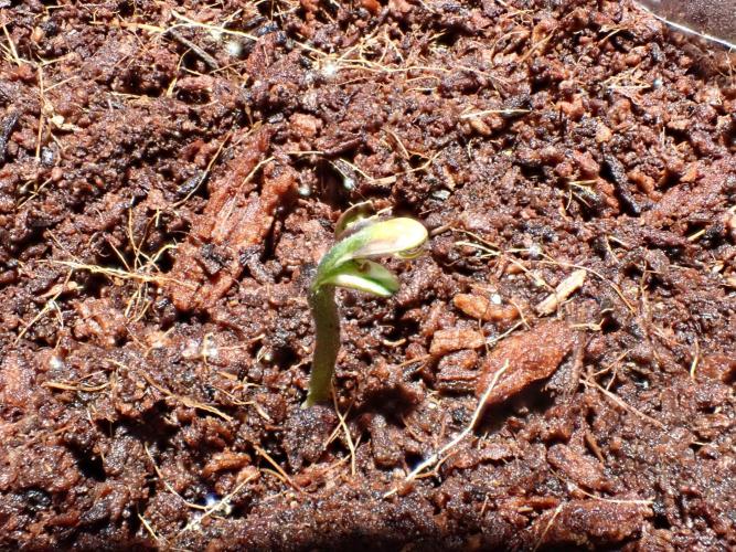 West Coast O.G Auto Run #2 (Coco Coir). Week 0 - Day #8