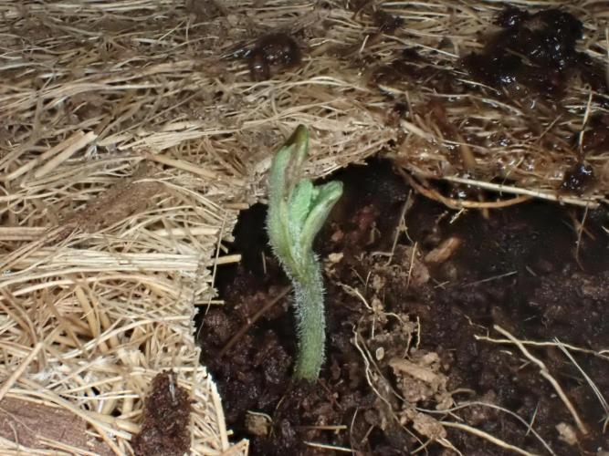 West Coast O.G Auto Run #2 (Coco Coir). Week 1 - Day #12