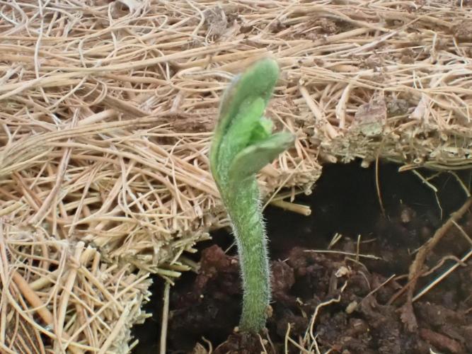 West Coast O.G Auto Run #2 (Coco Coir). Week 1 - Day #13