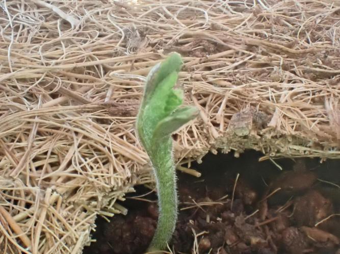 West Coast O.G Auto Run #2 (Coco Coir). Week 1 - Day #14