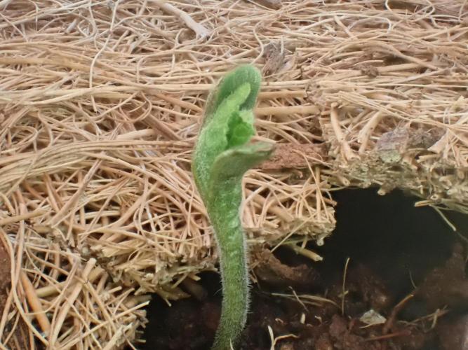 West Coast O.G Auto Run #2 (Coco Coir). Week 1 - Day #15