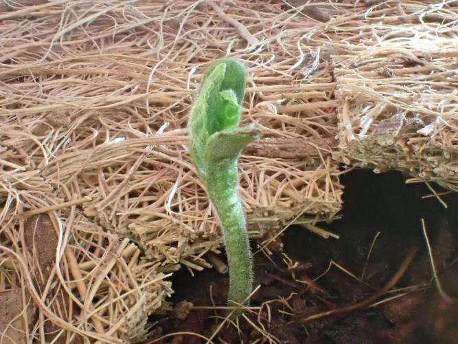 West Coast O.G Auto Run #2 (Coco Coir). Week 1 - Day #16