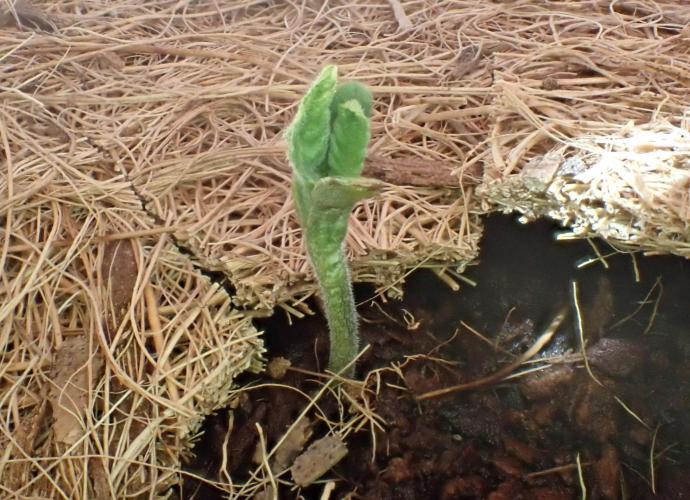 West Coast O.G Auto Run #2 (Coco Coir). Week 1 - Day #17