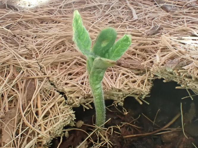 West Coast O.G Auto Run #2 (Coco Coir). Week 2 - Day #18