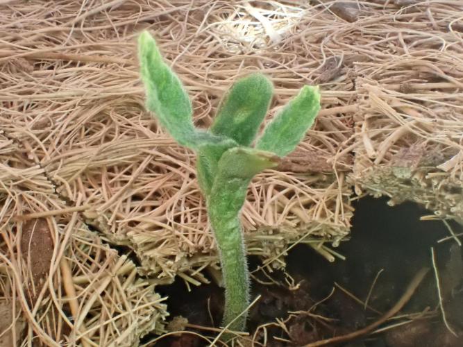 West Coast O.G Auto Run #2 (Coco Coir). Week 2 - Day #19