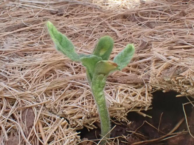 West Coast O.G Auto Run #2 (Coco Coir). Week 2 - Day #20