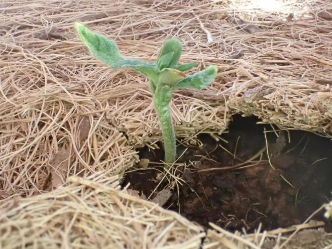 West Coast O.G Auto Run #2 (Coco Coir). Week 2 - Day #21