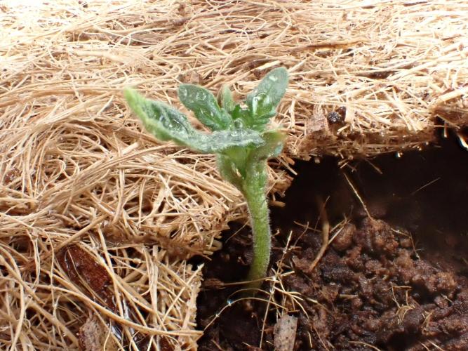 West Coast O.G Auto Run #2 (Coco Coir). Week 2 - Day #22