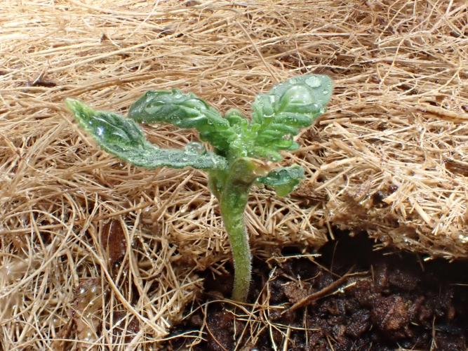 West Coast O.G Auto Run #2 (Coco Coir). Week 2 - Day #24