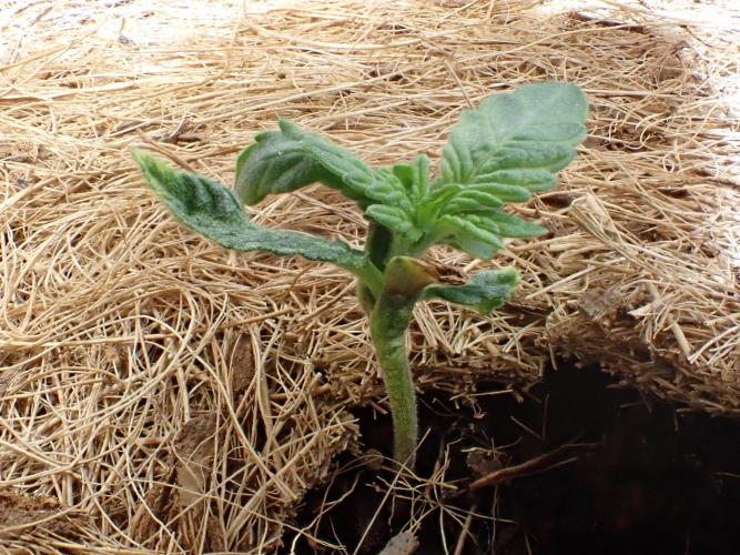 West Coast O.G Auto Run #2 (Coco Coir). Week 3 - Day #25