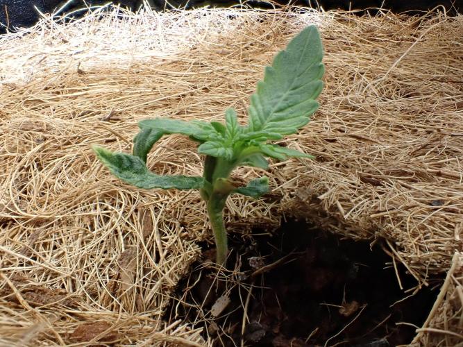 West Coast O.G Auto Run #2 (Coco Coir). Week 3 - Day #26