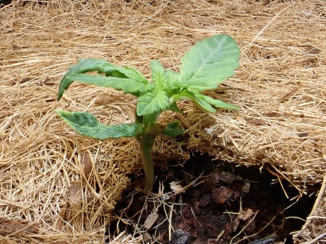 West Coast O.G Auto Run #2 (Coco Coir). Week 3 - Day #27