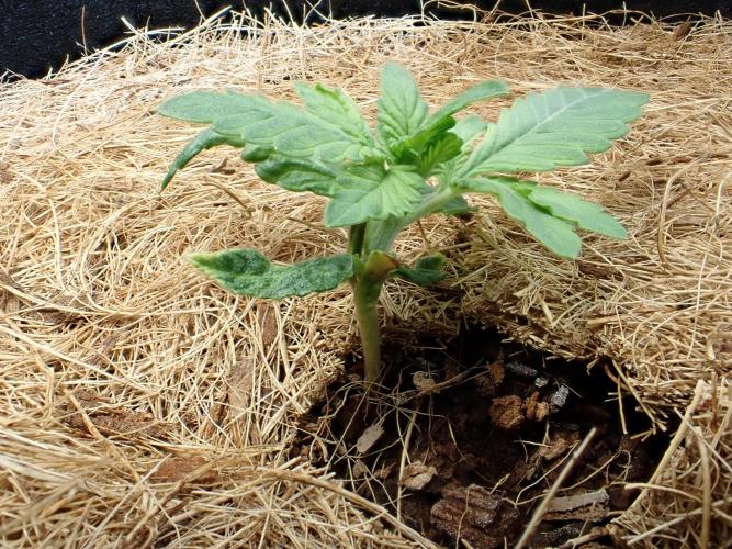 West Coast O.G Auto Run #2 (Coco Coir). Week 3 - Day #28