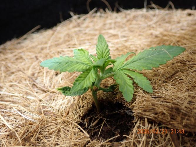 West Coast O.G Auto Run #2 (Coco Coir). Week 3 - Day #29