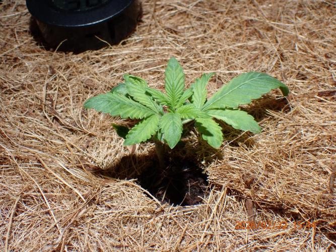 West Coast O.G Auto Run #2 (Coco Coir). Week 3 - Day #30