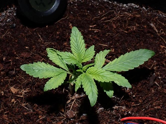 (STS) West Coast O.G Auto Run #2. Week 3 - Day #31
