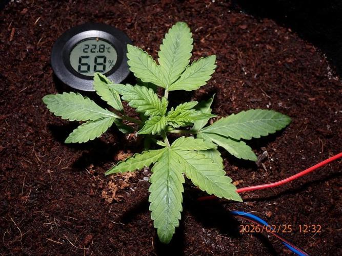 (STS) West Coast O.G Auto Run #2. Week 4 - Day #33