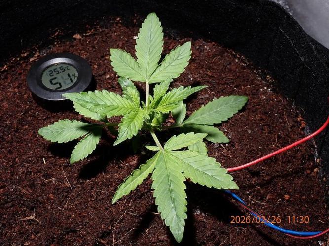 (STS) West Coast O.G Auto Run #2. Week 4 - Day #34