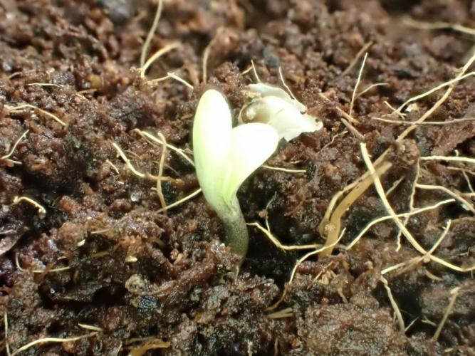 Sour Jealousy Auto. Week 1 - Day #4