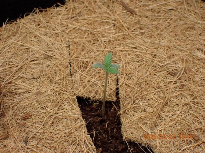 Sour Jealousy Auto. Week 1 - Day #7