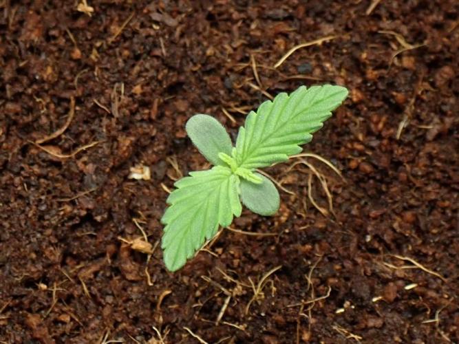Sour Jealousy Auto. Week 1 - Day #9