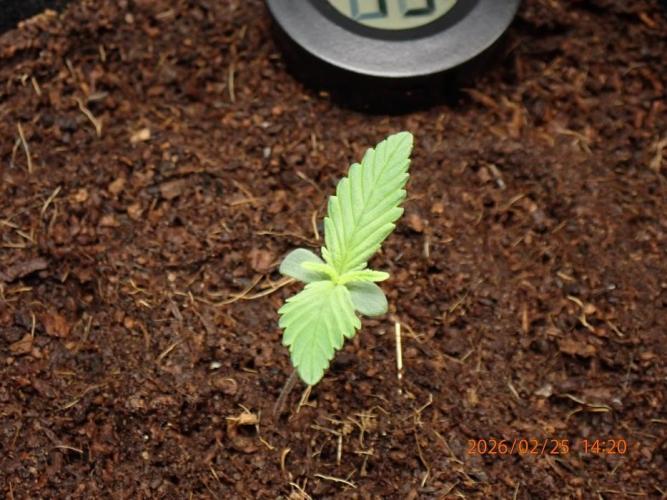 Sour Jealousy Auto. Week 1 - Day #10