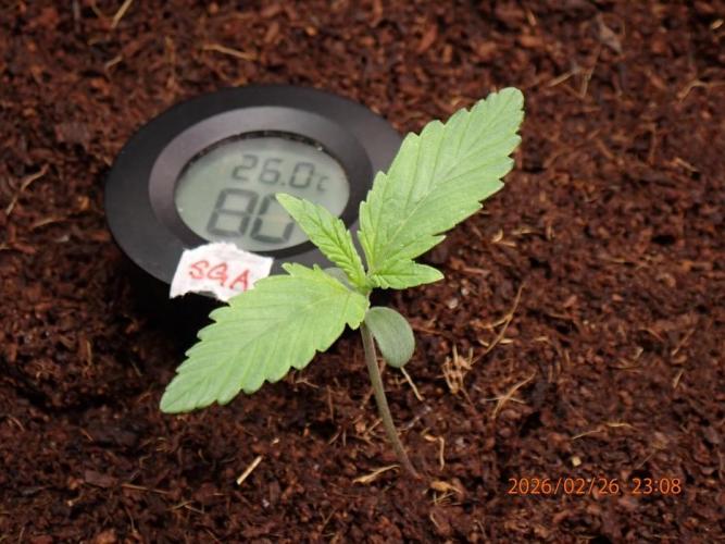 Sour Jealousy Auto. Week 2 - Day #11