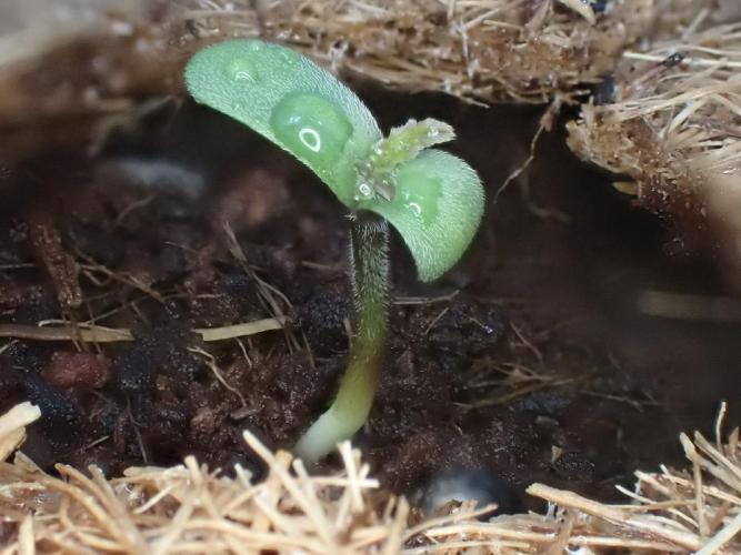 Purple Lemonade Auto. Week 1 - Day #4