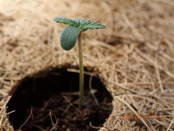 Purple Lemonade Auto. Week 1 - Day #6