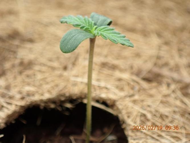 Purple Lemonade Auto. Week 1 - Day #7
