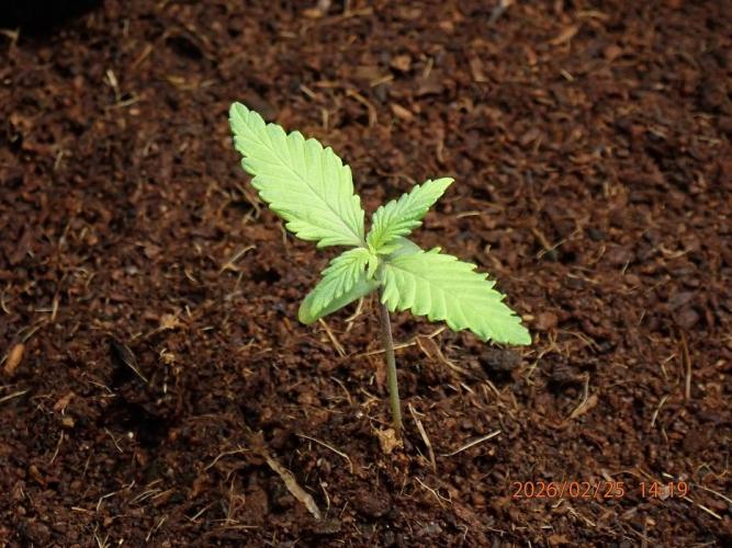 Purple Lemonade Auto. Week 2 - Day #13