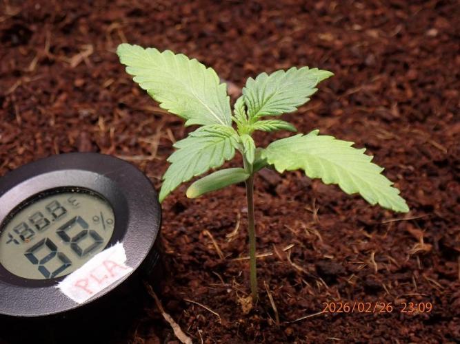 Purple Lemonade Auto. Week 2 - Day #14