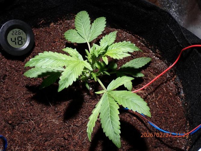 (STS) West Coast O.G Auto Run #2. Week 4 - Day #35