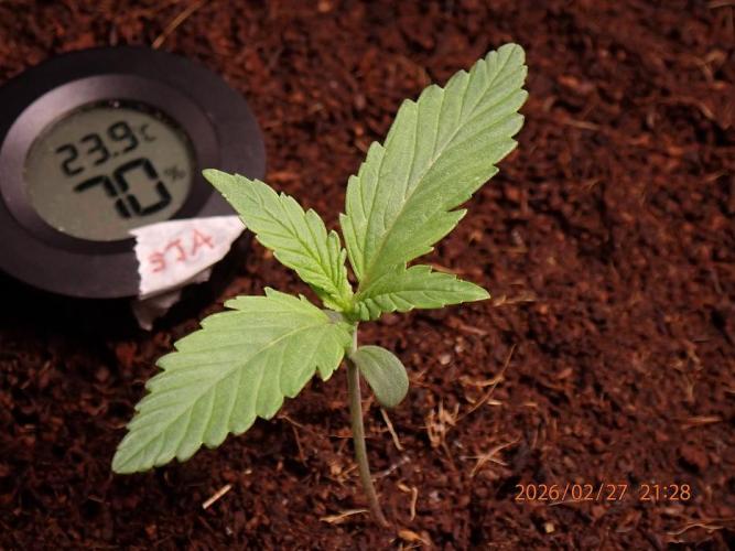 Sour Jealousy Auto. Week 2 - Day #12