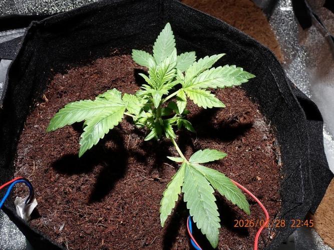 (STS) West Coast O.G Auto Run #2. Week 4 - Day #36
