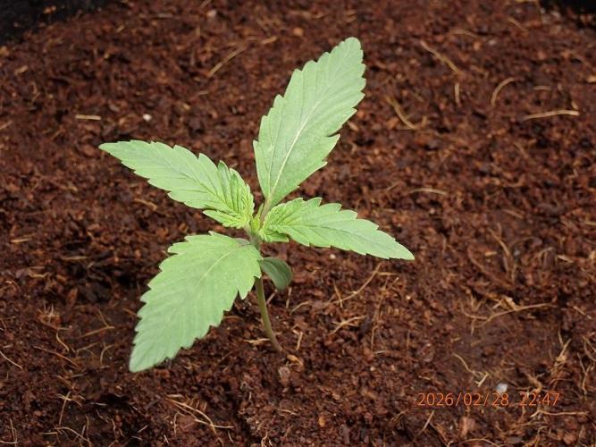Sour Jealousy Auto. Week 2 - Day #13