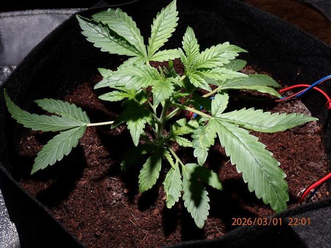 (STS) West Coast O.G Auto Run #2. Week 4 - Day #37