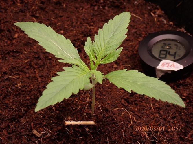 Sour Jealousy Auto. Week 2 - Day #14