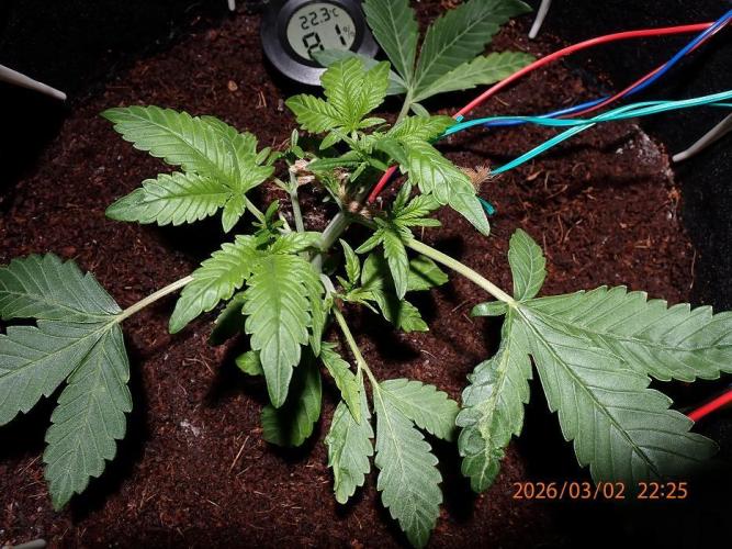 (STS) West Coast O.G Auto Run #2. Week 4 - Day #38