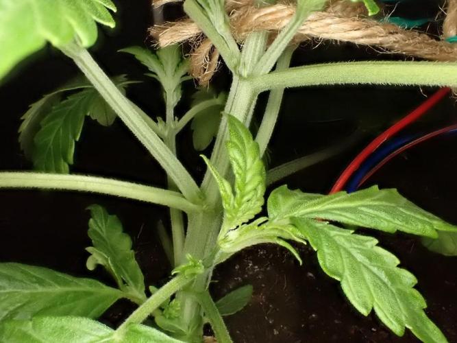 (STS) West Coast O.G Auto Run #2. Week 4 - Day #38