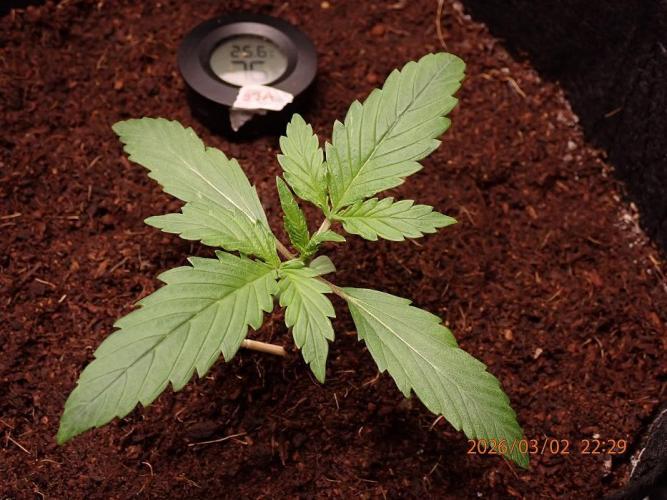 Sour Jealousy Auto. Week 2 - Day #15