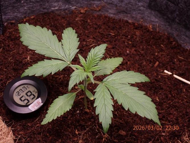 Purple Lemonade Auto. Week 3 - Day #18