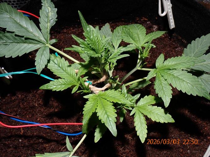 (STS) West Coast O.G Auto Run #2. Week 5 - Day #39