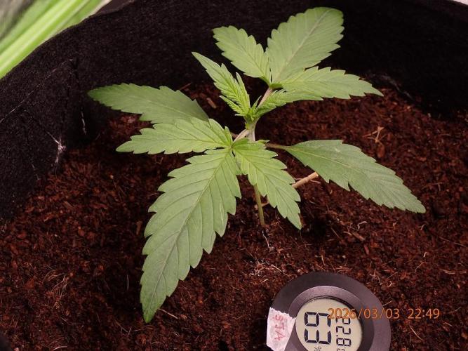 Sour Jealousy Auto. Week 2 - Day #16