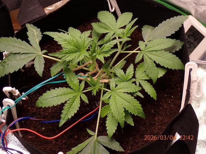(STS) West Coast O.G Auto Run #2. Week 5 - Day #40