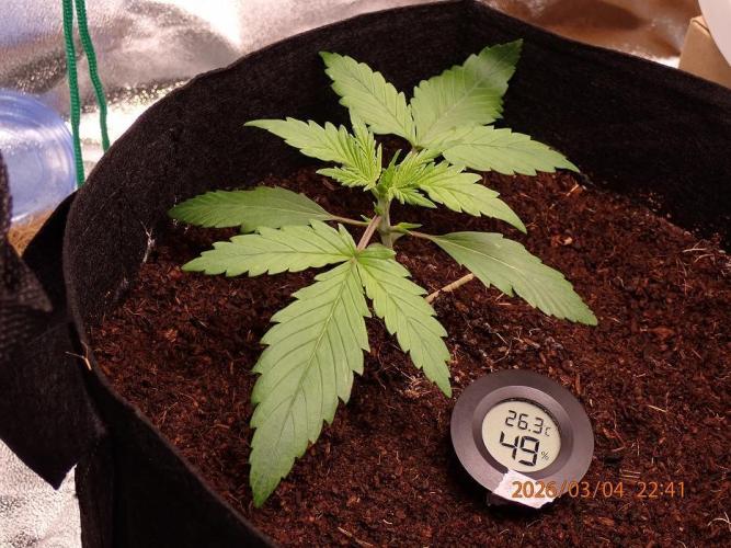 Sour Jealousy Auto. Week 2 - Day #17